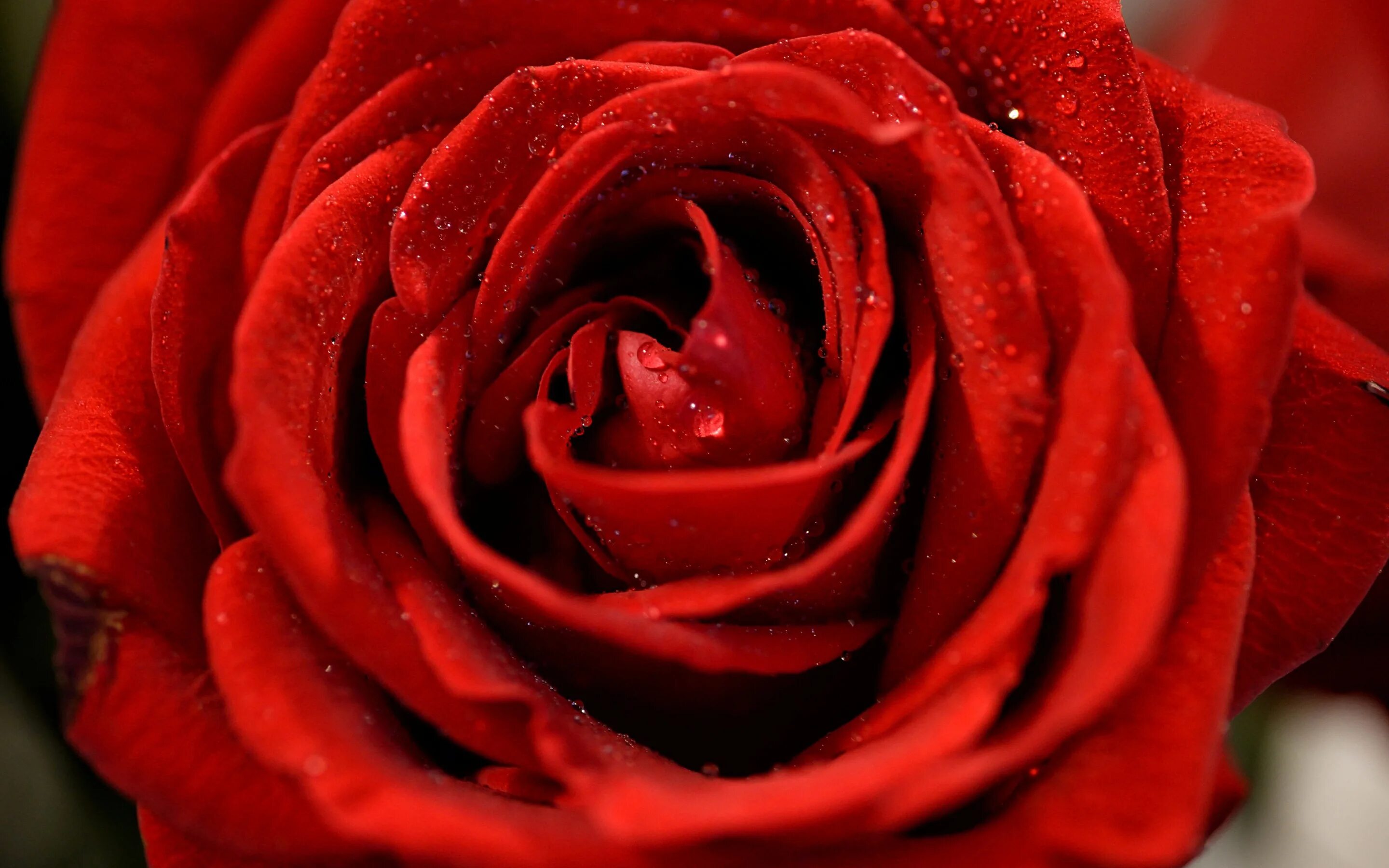 Цветы розы красные. Ред ред Роуз. Бутон красной розы. Красивые красные розы. Красивый красный.