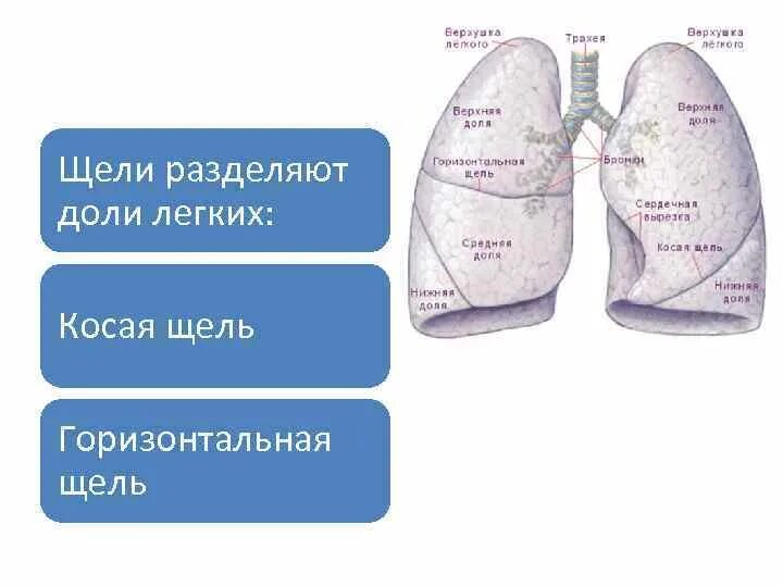 Правое легкое сколько долей. Косая щель легкого. Доли легкого. Междолевая щель легкого. Косая щель правого легкого отделяет.