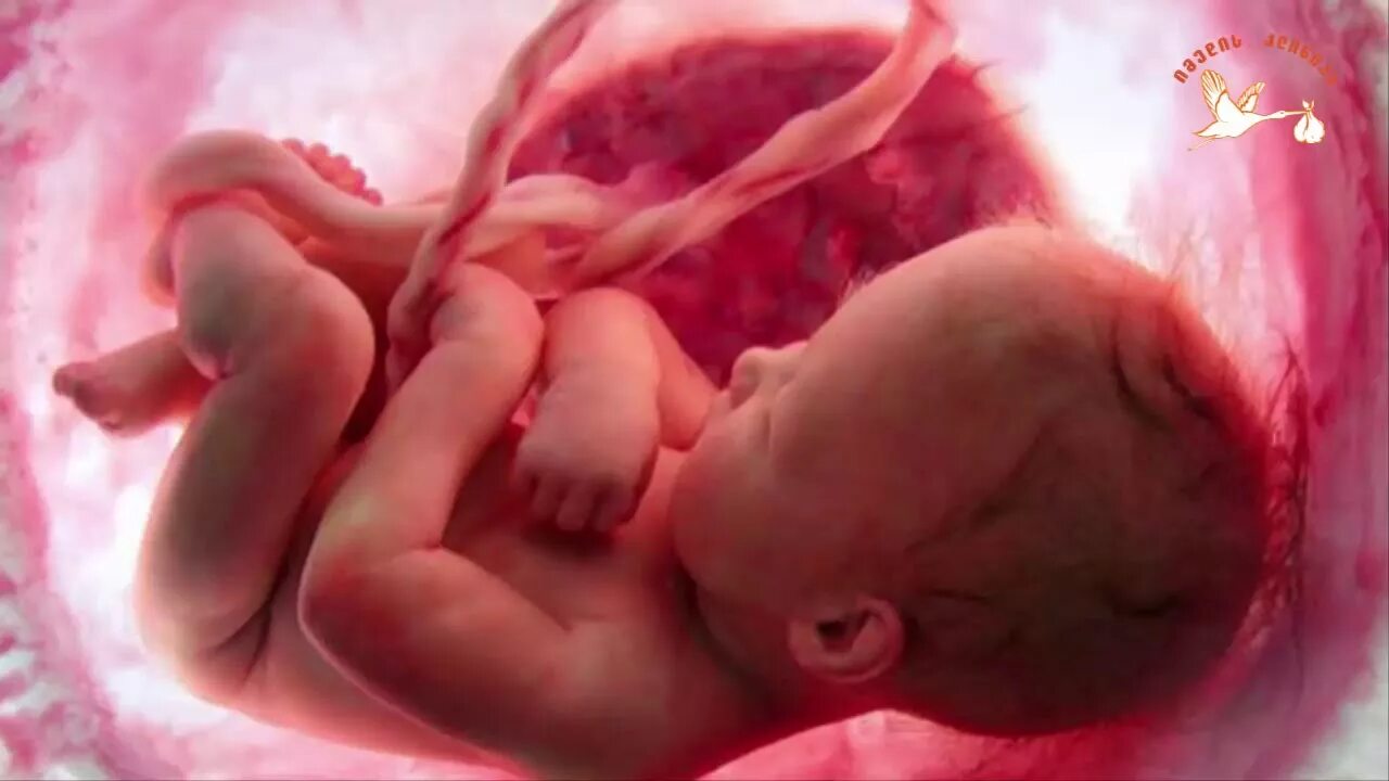 Внутриутробная жизнь ребенка. Малыш в утробе матери. Развития ребенка зародыш в утробе. Формирование младенца в утробе матери.