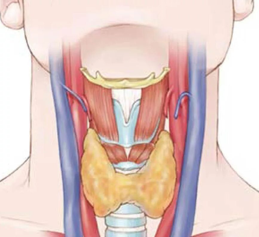 Щитовидная железа человека.