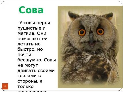 Бесшумные совы