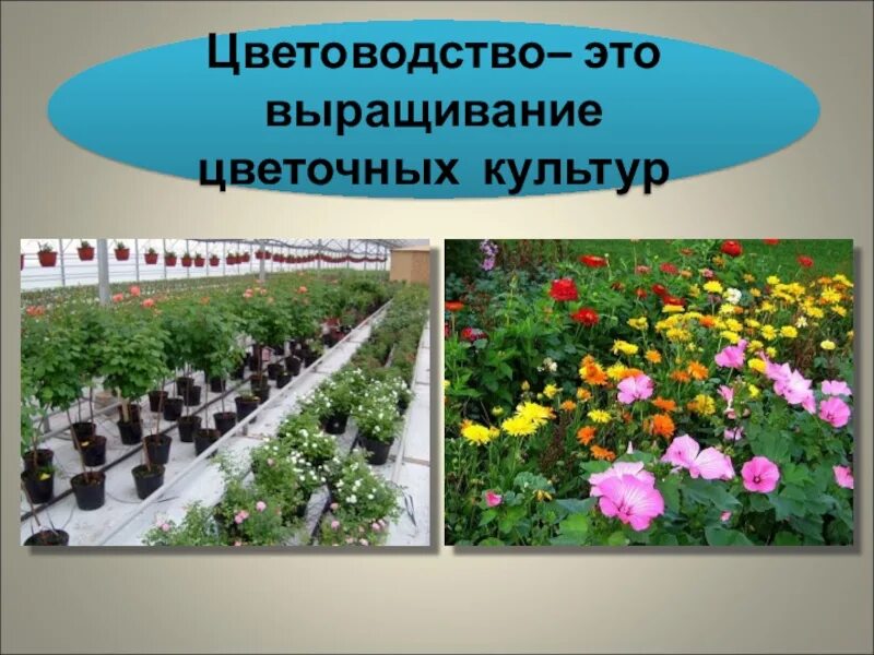 Цветоводство отрасль растениеводства. Цветочные культуры выращивают для. Цветочные культуры выращиваемые в нашем крае. Цветоводство что выращивают.