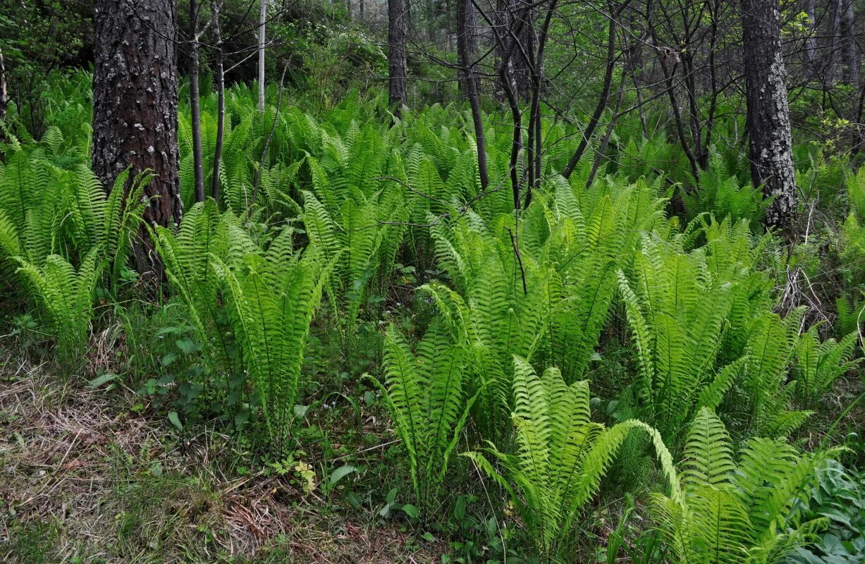 Страусник обыкновенный. Страусник Matteuccia struthiopteris. Страусник struthiopteris. Страусник чернокоренный. Страусник обыкновенный папоротник в лесу.