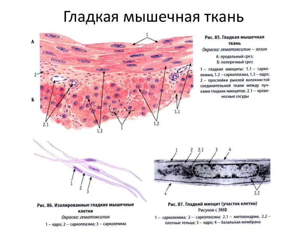 Функция соединительной ткани в мышцах. Базальная мембрана гладкой мышечной ткани. Гладкая мышечная ткань строение. Гладкая мезенхимальная мышечная ткань. Гистология скелетных мышц рисунки.