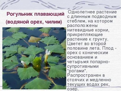 Где мы будем чилим