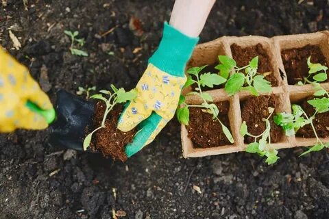 Пересадка рассады помидор в апреле