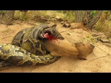 Great python almost kill tiger. 