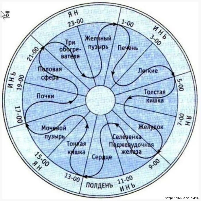 активность внутренних органов по часам суток. биологические часы организма человека по часам. биологические часы. активность органов по часам суточные биоритмы. время работы меридианов.