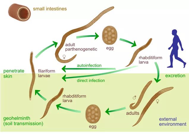 Strongyloides stercoralis строение. Strongyloides stercoralis инвазионная стадия. Стронгилоидоз жизненный цикл. Strongyloides stercoralis жизненный цикл. Also involves