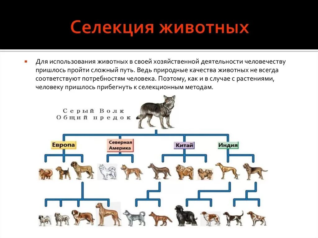 Селекции домашних животных. Селекция животных. Процесс селекции у животных. Селекция собак. Селекция животных схема.