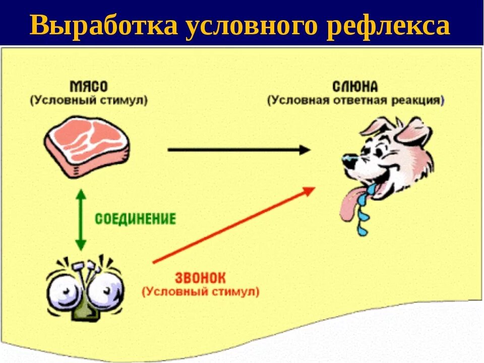 Условный. Выработка условного рефлекса схема. Условные и безусловные рефлексы собака Павлова. Схема условного рефлекса у собаки. Иллюстрация выработка условного рефлекса.