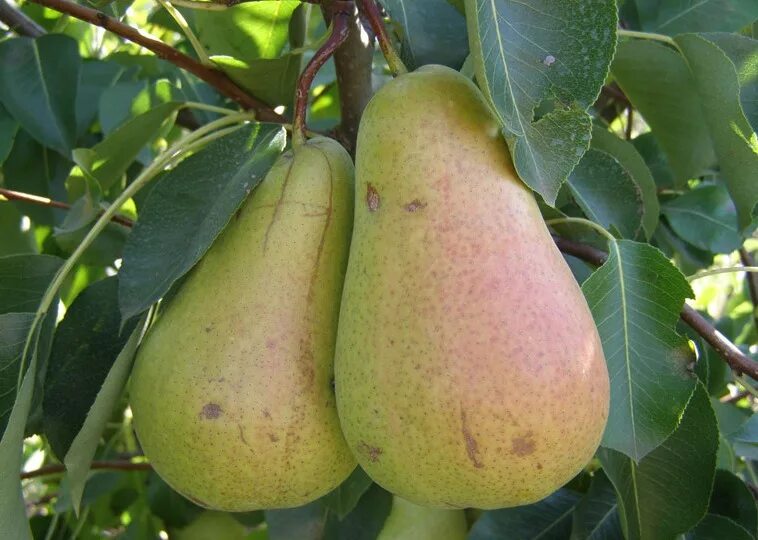 Зимние сорта груш фото. Сорт груши кюре. груша лесная красавица талгарская. груша кюре (вильямс зимний). груша лесная красавица колоновидная.