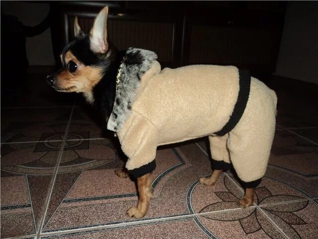 Свитер для той терьера. Одежда для собак той терьер. Одежда для собак той терьер. Джинсовый комбинезон для собаки. Сшить той терьеру одежду.
