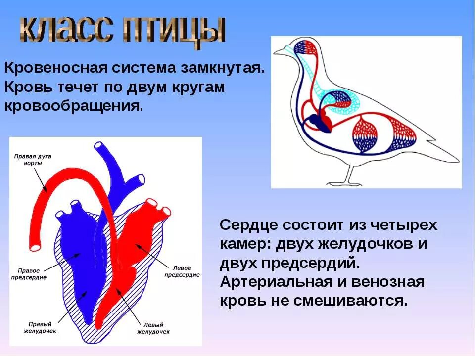 Какая кровь у млекопитающих животных. Кровеносная система птиц 7 класс биология. Кровеносная система артериальная система птицы. Венозная и артериальная кровь у птиц. Артериальная кровь у птиц.