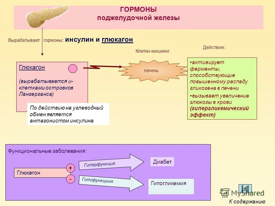 Печень какие гормоны. Глюкагон при сахарном диабете 1 типа. Сахарный диабет клетки мишени. Гормон поджелудочной железы глюкагон. Гормоныподжелудочный железы.