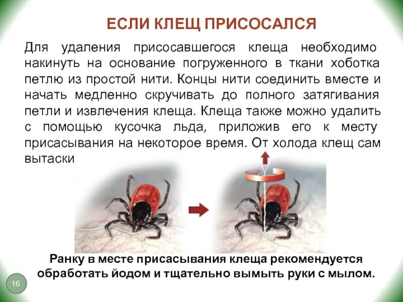 Клеща маслом можно ли. Что делать если клещ присосался. Как понять что клещ присосался.