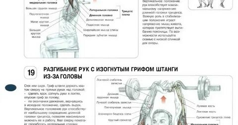 Плечи бицепс в один день