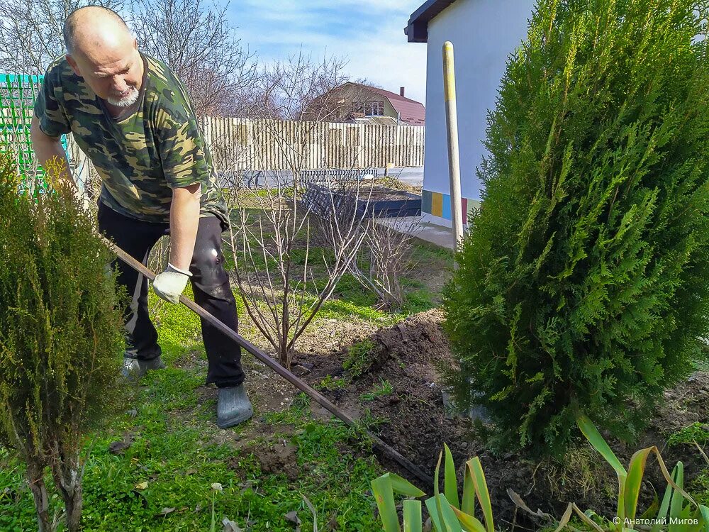 Пересадка туи весной на другое место