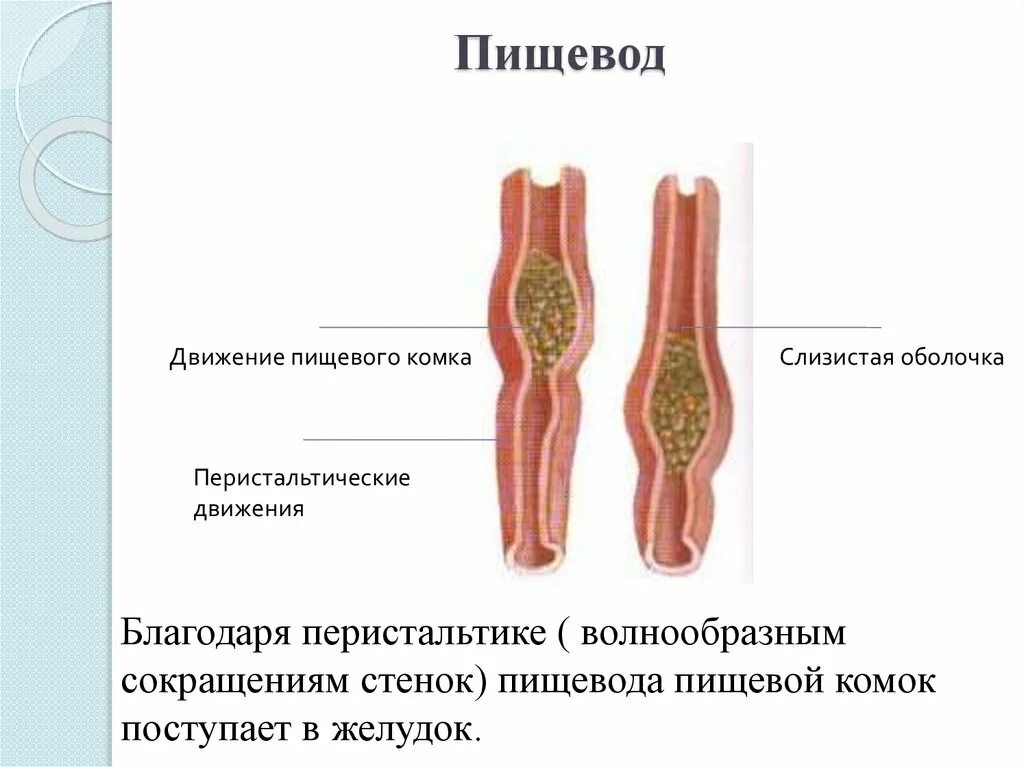 Движение пищевого комка по пищеводу. Стенки пищевода. Перистальтические сокращения пищевода. Комок в пищеводе