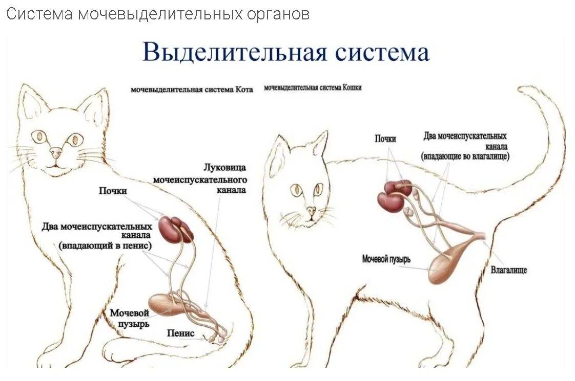 Селезенка кота. Система органов мочевыделения у кошек. Анатомия мочевой системы у кота. Строение мочевыделительной системы кота. Мочеполовая система кота и кошки.