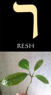 Resh для учеников