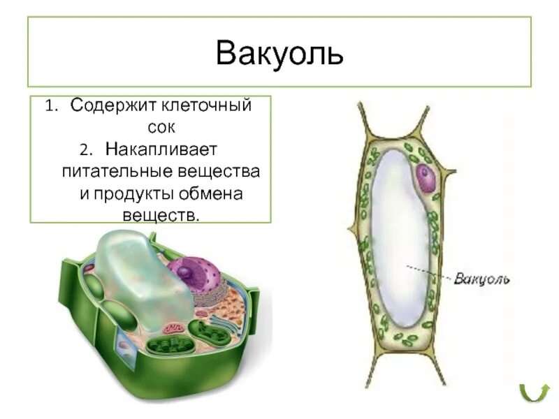 Крупная вакуоль растительной