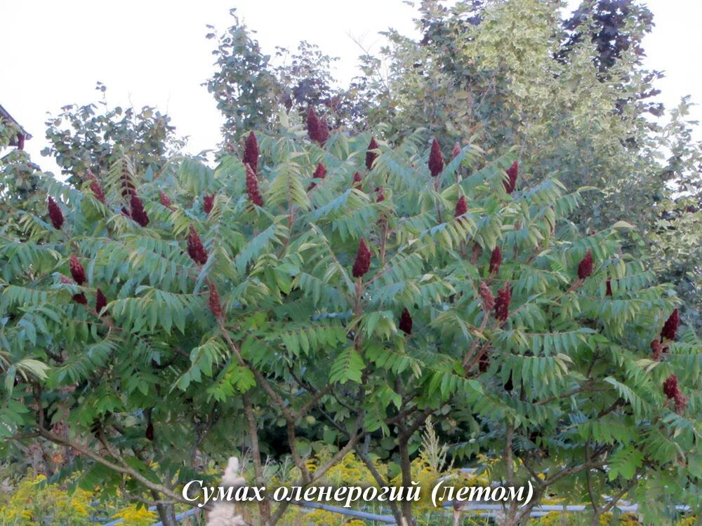 Сумах где находится. Сумах оленерогий Rhus typhina. Сумах пушистый оленерогий уксусное дерево. Сумах уксусный Rhus typhina. Сумах оленерогий, пушистый, уксусное дерево (Rhus typhina)..