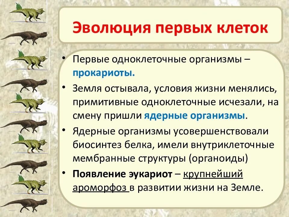 Установите последовательность возникновения групп животных
