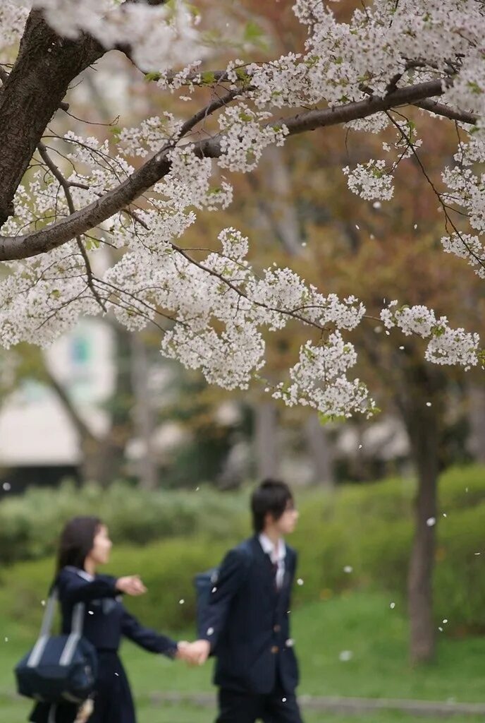 Япония Вдохновение. Сакура дорама фото. Love Japan. Сакура дорама