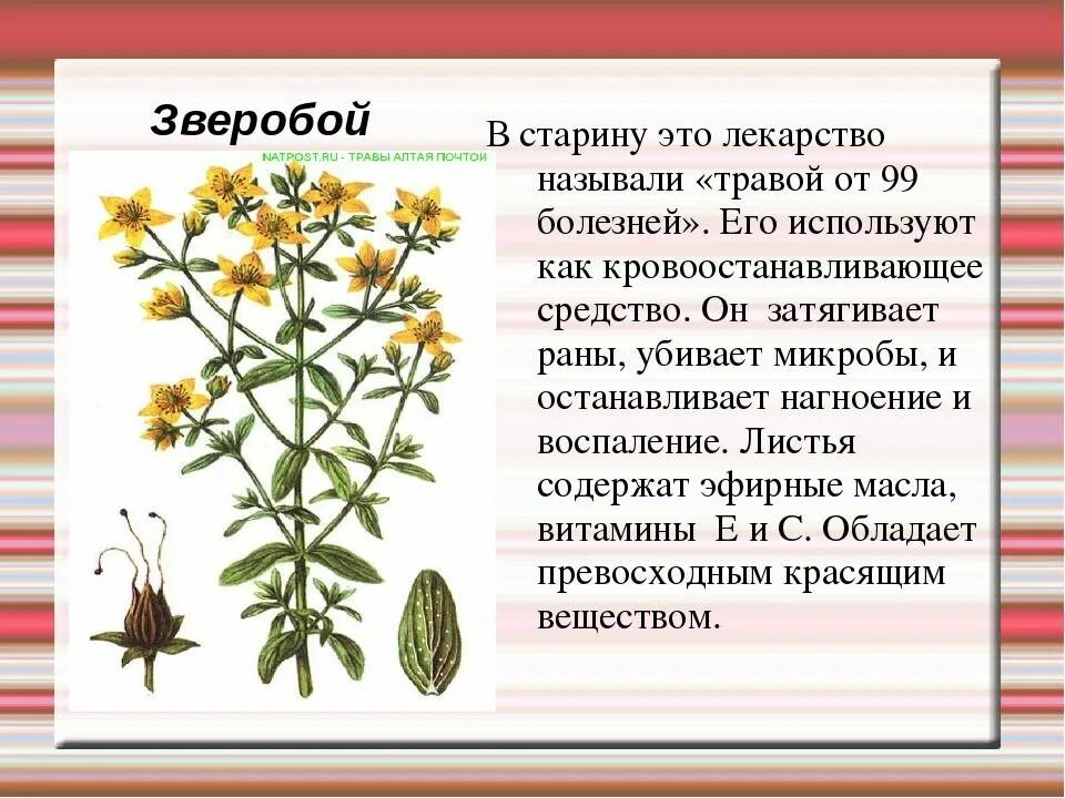 Зверобой второй. Лекарственное растение зверобой 3 класс. Зверобой продырявленный листья. Зверобой Геблера. Растения Луга зверобой.