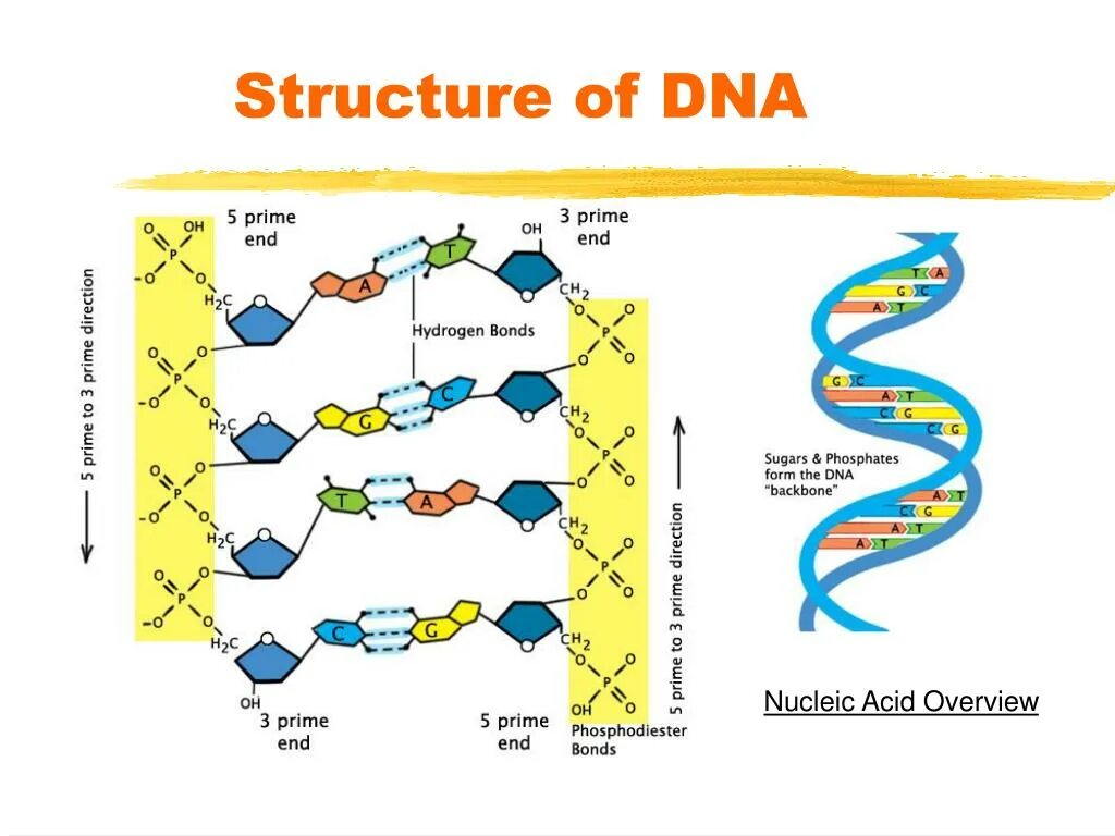 DNA structure. Parts of DNA. Functions of DNA. Структура ДНК лягушки.