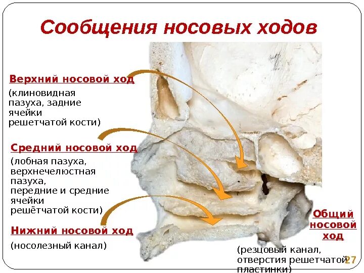 В верхний носовой ход открывается пазуха. Сообщения носовых ходов анатомия. Полость носа анатомия носовые ходы. Анатомия носовых пазух и ходов. Сообщения носовой полости анатомия.