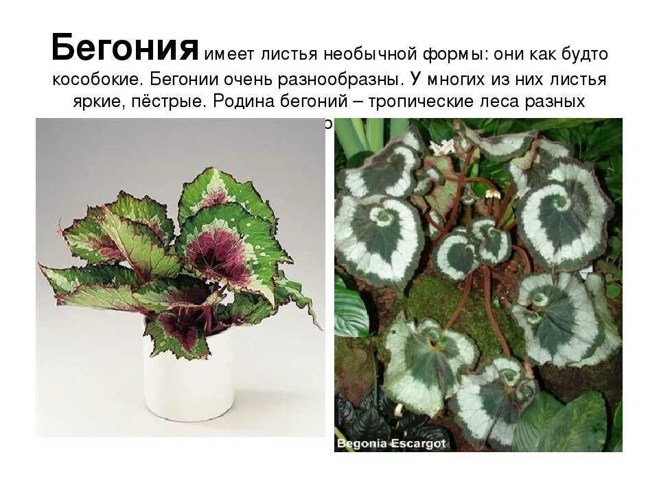 Бегония BELLECONIA Light Pink
