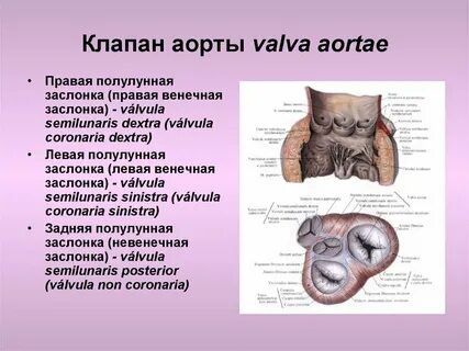 Клапан аорты