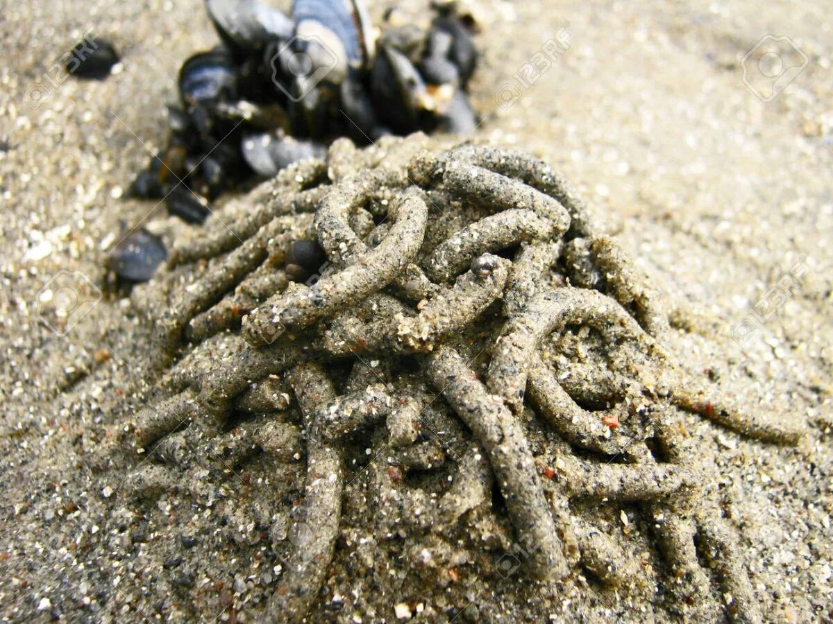 Черви в песке. Морской червь пескожил. Морской червь белое море.