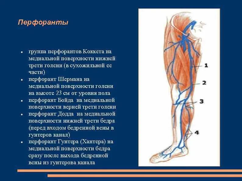 Перфорантная Вена в средней трети голени это. Перфорантные вены нижних конечностей. Перфорантные вены нижних конечностей анатомия. Перфорантные вены нижних конечностей схема.