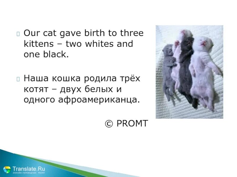 Our cat like. Our Cat gave Birth to three Kittens — two Whites and one Black. Кошка родила котят двух белых и одного афроамериканца. Кошка родила троих котят. Наш кот родил троих котят — двух белых и одного афроамериканца.