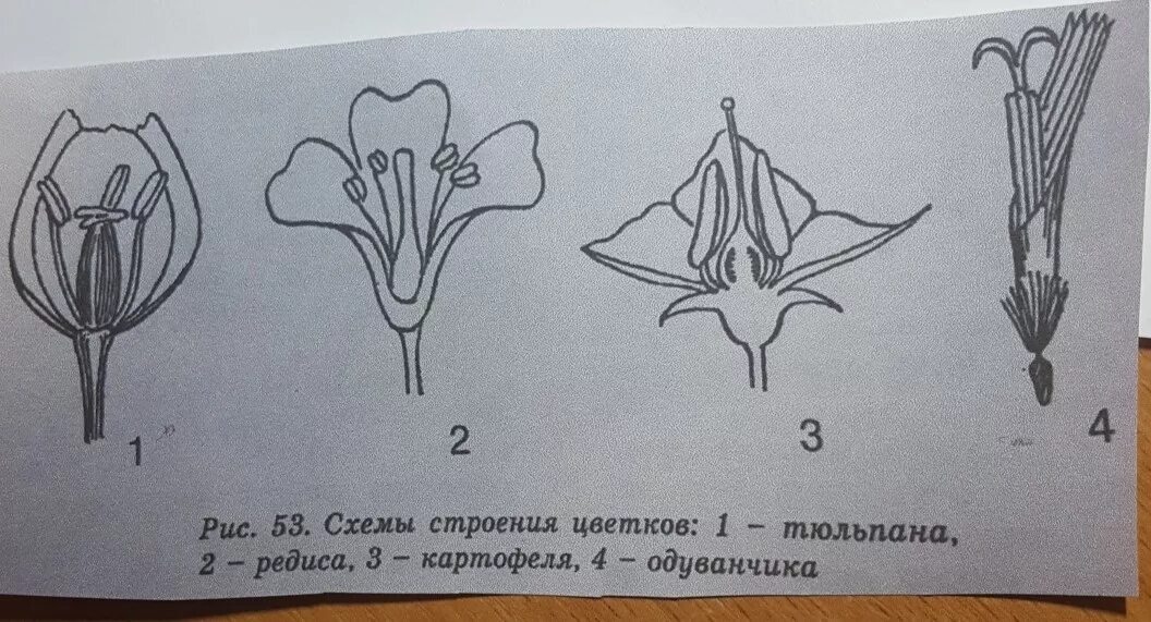 Какой околоцветник изображен на рисунке. СПАЙНОЛЕПЕСТНЫЙ околоцветник. Строение цветка. Строение околоцветника. Цветок с двойным околоцветником.