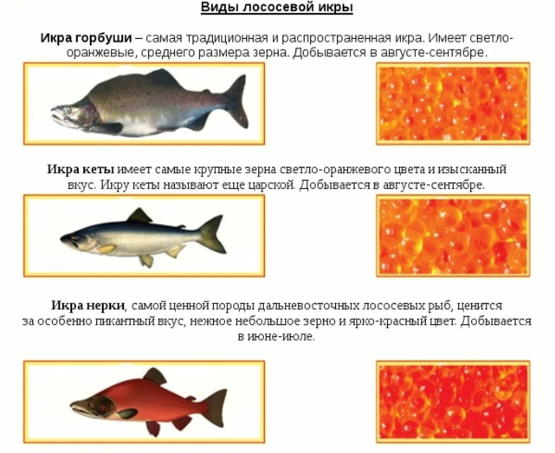 Икра рыбы какая бывает. Рыбы лососевых пород. Семейство лососевых рыб в разрезе. Виды икры лососевых рыб. Названия всех видов лососевых рыб.