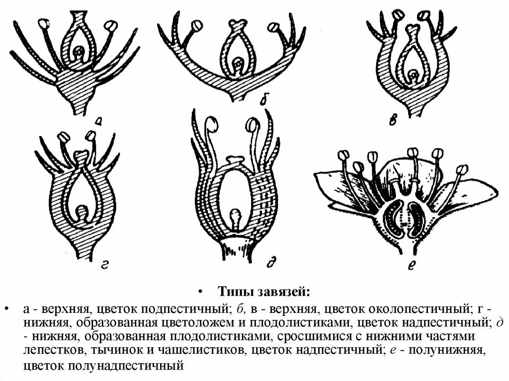 Завязь схема. Строение завязи пестика лилии. Завязь на цветке схема. Схема строения цветка пестик. Завязь схема.