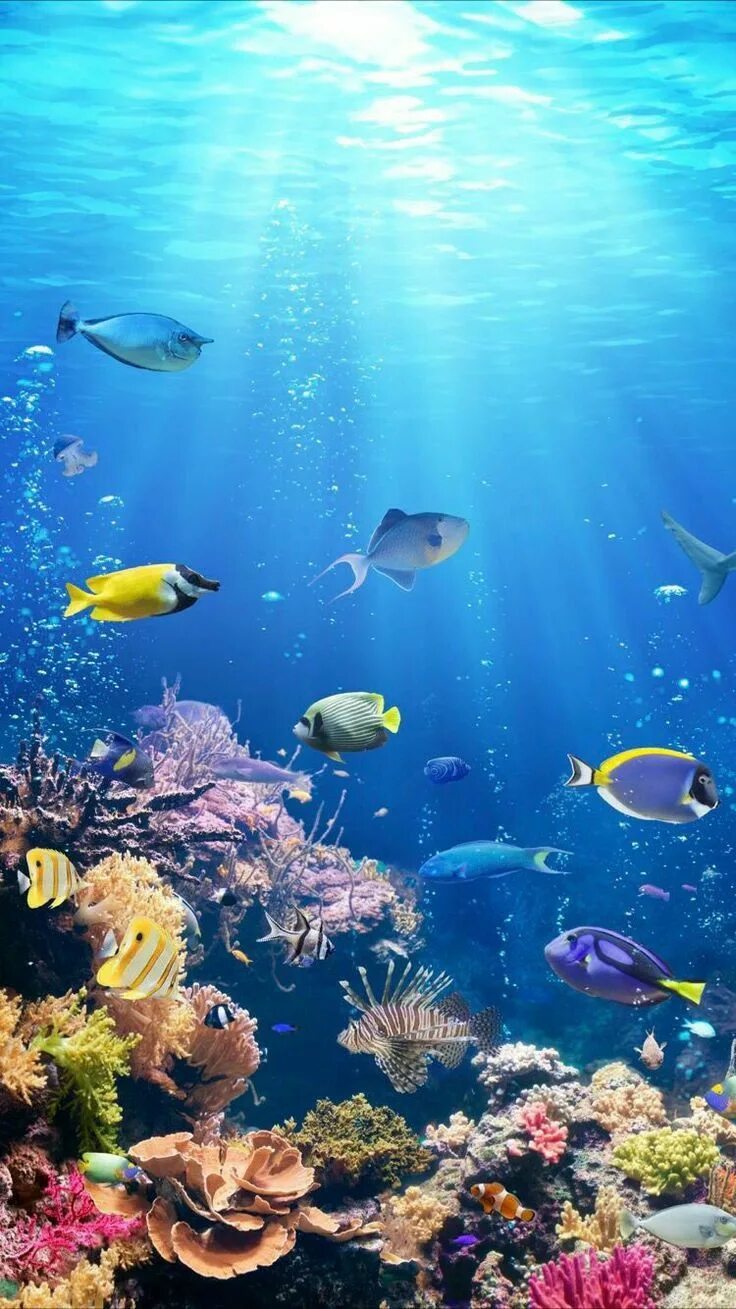 Underwater life. Морской фон. Подводный мир. Фон для презентации море. Подводный мир рыбки.