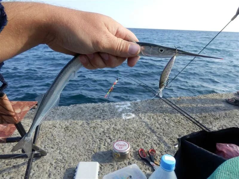 Ловля кефали в море. Ловля саргана на черном море с берега. Сарган ставрида Черноморская. Сарган в Азовском море. Ловля саргана на черном море.