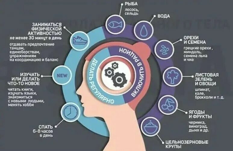 Основы работы мозга