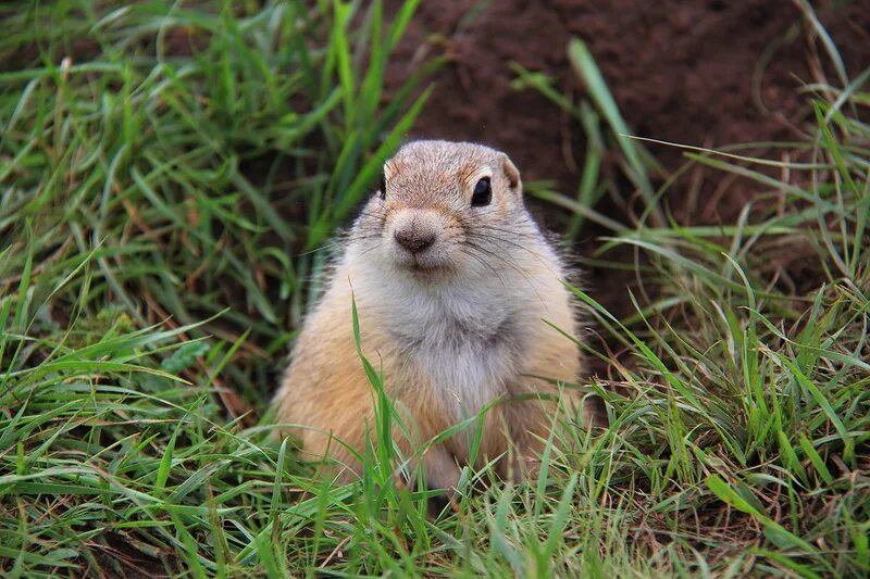 барсук. суслик зона. суслик зона. суслик степной. суслик в лесостепи.