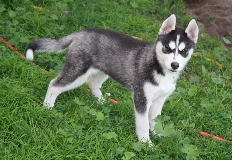 Щенок хаски 2 месяца. Как выглядят хаски в месяц. Сибирский хаски щенки. 5 месяца. Щенок хаски 1 год.