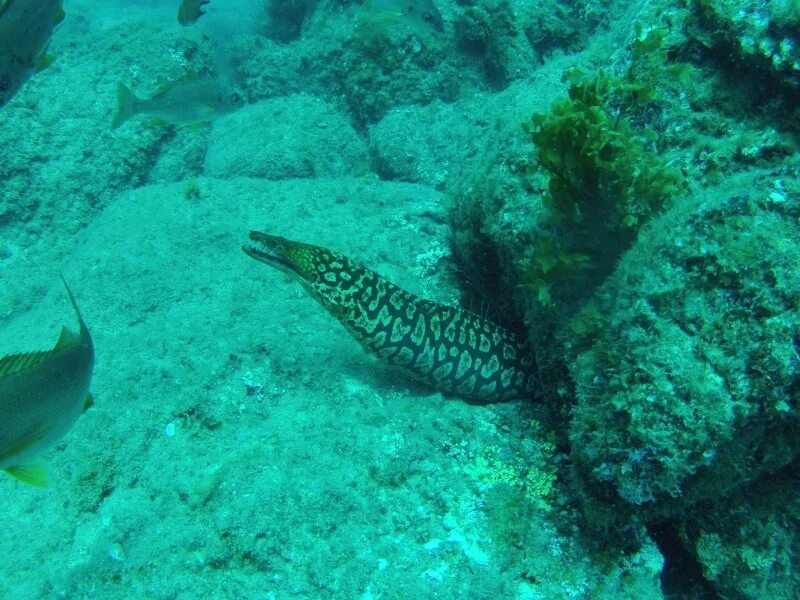 Dive man. Рыба Тенерифе. Скаты на Тенерифе. Cantarero Fish Tenerife.