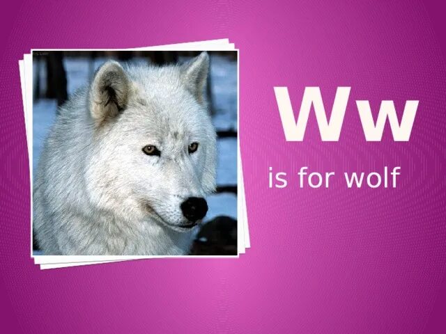 Firs am. Letter w wolf. Firs am. Буква в волк. Firs am.