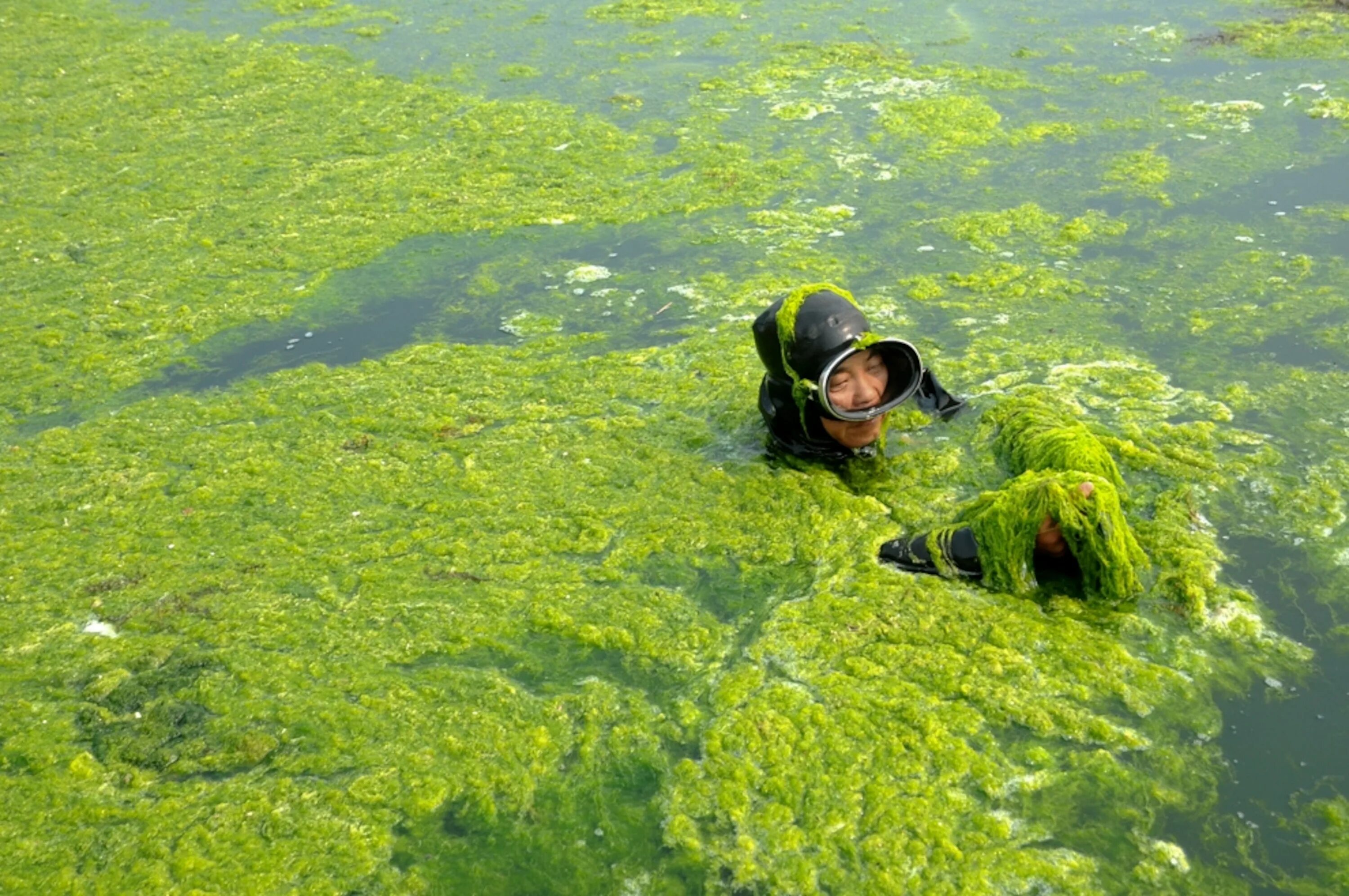 В болоте пресная вода. Болотные водоросли.