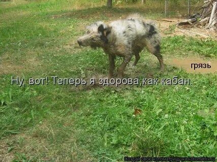 Я ядреный как кабан