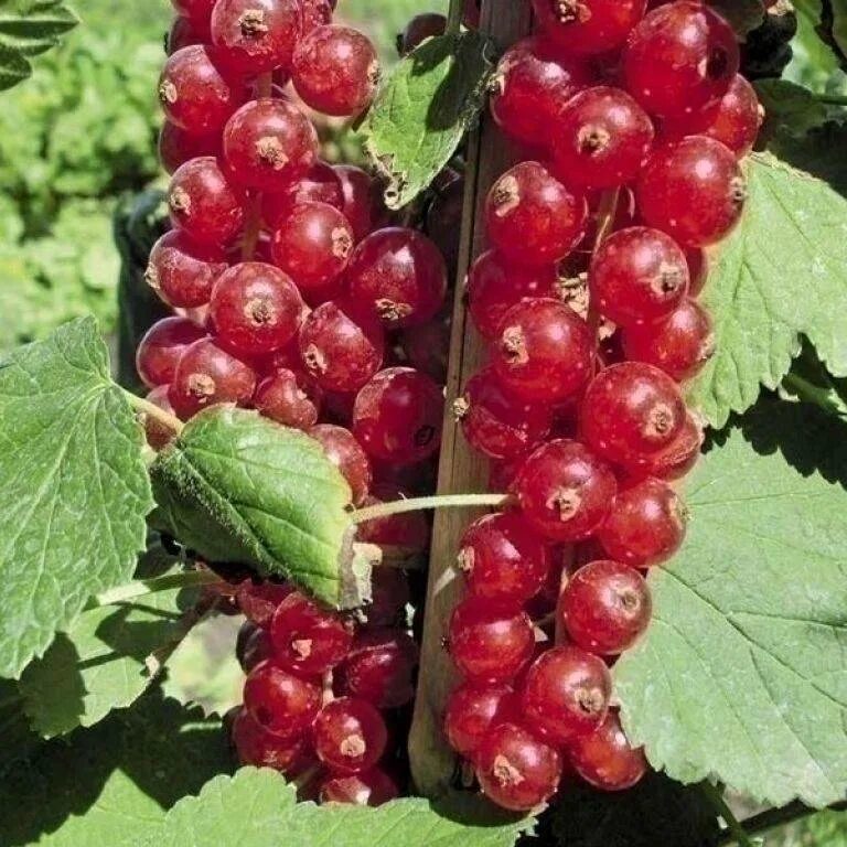 Лучшие сорта смородины